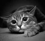 Аватара пользователя
